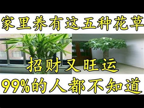 白色蘭花招財|【風水 蘭花】花的擺放宜忌 